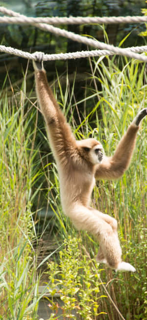 Iphone X Gibbon Bakgrunn — iPhone 11 Pro Max Bakgrunner