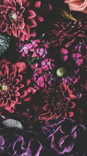 Iphone Xs Blomster Bakgrunnsbilde — iPhone Xs Bakgrunner