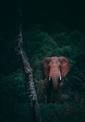 Elefant Laptop — Vivo Pad5 Bakgrunner