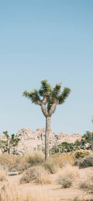 Joshua Tree-bilder — iPhone 13 Pro Max Bakgrunner