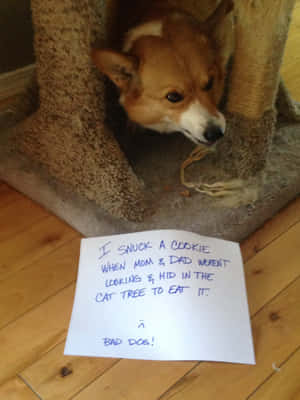 Corgi Morsomme Bilder — iPad Pro Bakgrunner