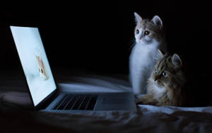Kattedatamaskin som ser på — Katt som skriver Bakgrunner
