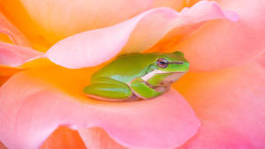 Kawaii-frosk i en rosa blomst bakgrunnsbilde