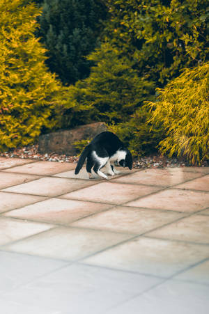 Kawaii svart og hvit katt som leker — Søt katt GIF Bakgrunner