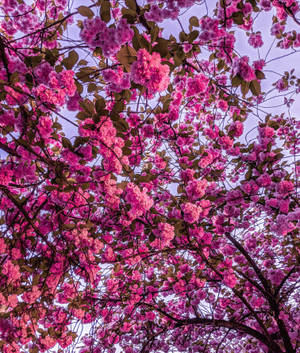 Lyse rosa kirsebærblomster bakgrunnsbilde — Galaxy Z Fold 6 Bakgrunner