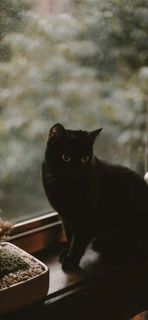 Halloween kattebilder — IQOO Z11 Lite 44W Bakgrunner