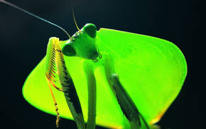Knelerende mantis med blå antenner — Neongrønn Bakgrunner