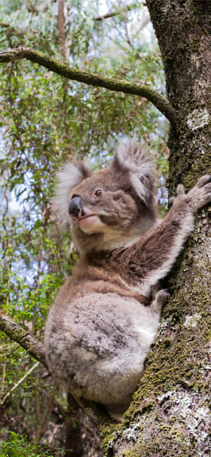 Koala bakgrunn — Xperia 10 Bakgrunner
