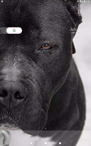 Svart Pitbull — Pixel Tablet Bakgrunner