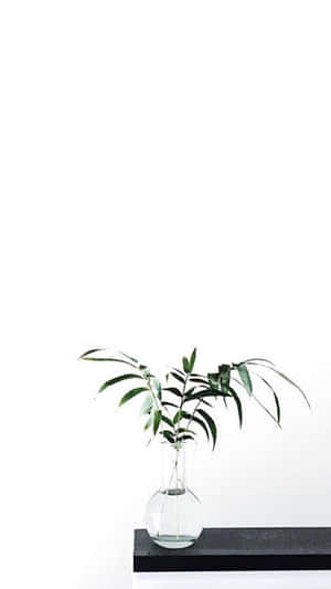 Aesthetic White-bilder — Hvit estetikk Bakgrunner