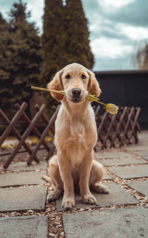 Labrador Retriever bilde bakgrunnsbilde — Galaxy Tab S10+ Bakgrunner