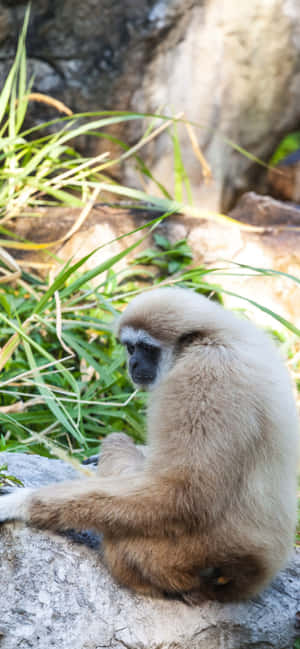 Iphone Xs Max Gibbon Bakgrunn — Oppo F31 Bakgrunner