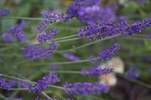Lavendel Estetisk Nærbilde Av Blomster — Lavendel estetikk Bakgrunner