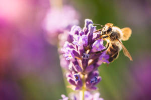 Lavendel estetiske knopper av blomster og bie — Lavendel estetikk Bakgrunner
