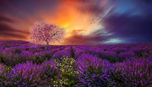 Lavendel estetisk mark, kirsebærblomst og solnedgang — Lavendel estetikk Bakgrunner