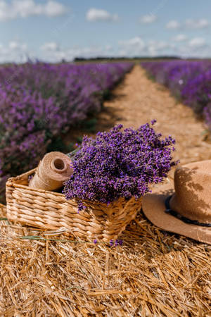 Lavendel estetiske blomsterknopper og hyssing — Lavendel estetikk Bakgrunner