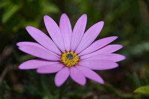 Lavendel estetisk tusenfryd i lilla — Lavendel estetikk Bakgrunner