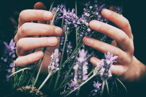 Lavendel estetiske hender som berører blomster — Lavendel estetikk Bakgrunner