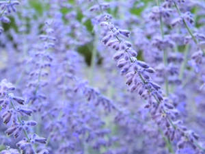 Lavendel estetiske blomsterknopper i blomst — Lavendel estetikk Bakgrunner