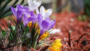Lavendel krokus om våren bakgrunnsbilde