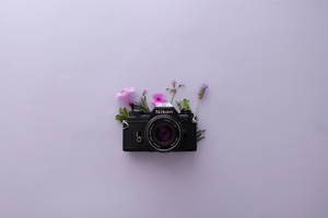Lavendelestetikk og Nikon-kamera — Lavendel estetikk Bakgrunner