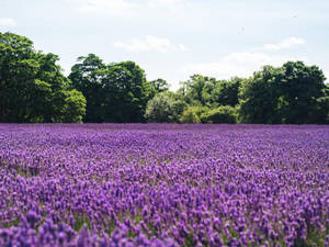 Lavendelestetisk hav av blomster og trær — Lavendel estetikk Bakgrunner
