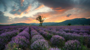 Lavendelestetisk felt, fjell og solnedgang — Lavendel estetikk Bakgrunner