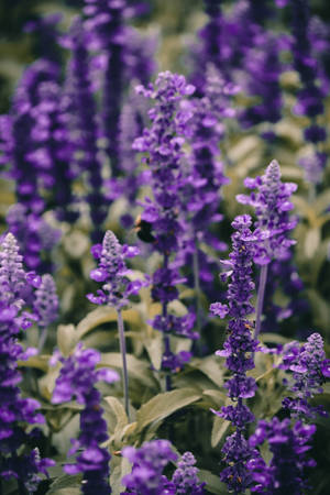 Lavendelestetisk levende blomsternærbilde — Lavendel estetikk Bakgrunner