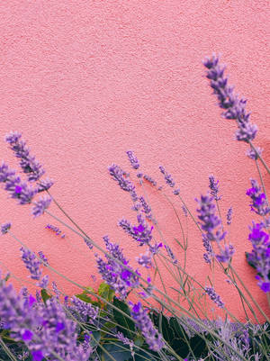 Lavendelestetiske stilker foran betong — Lavendel estetikk Bakgrunner