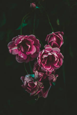 Lavendelroser i vinranke — Roseblomst Bakgrunner