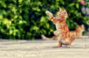 Leken kattunge som danser utendørs.jpg