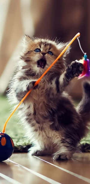Leken kattunge som danser med leke