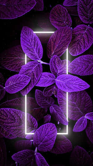 Lilla estetiske bilder — Neon Bakgrunner