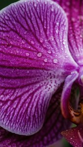 Nærbilde makro av en vakker lilla orkidéblomst. — iPhone 7 Bakgrunner
