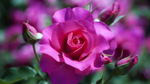 Roseblomster Bakgrunnsbilder HD Bakgrunner 54 HD Bakgrunnsbilder — Roseblomst Bakgrunner