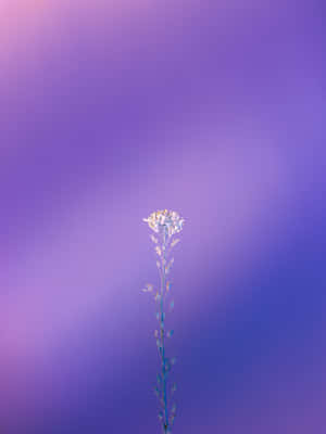 Lilla bilder — iPad Bakgrunner