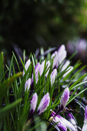 Lilla vårblomster bakgrunn