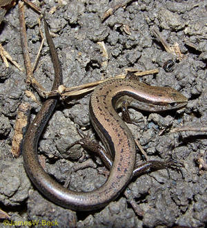Liten brun bakkeskink Alabama — Honor Magic V Bakgrunner