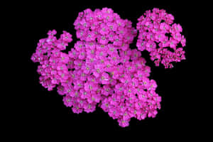 Livaktige rosa blomster mot svart bakgrunn