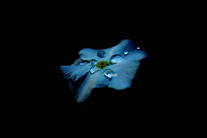AMOLED-bakgrunn av en blå blomst med dråper på svart bakgrunn. — AMOLED Bakgrunner