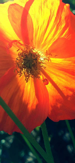 Bakgrunnsbilde med oransje valmueblomst — iPhone 16 Bakgrunner