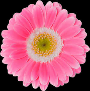 Rosa Daisy Png - Rosa Daisy Blomst Png, Gjennomsiktig Png — Rosa Blomster Bakgrunner