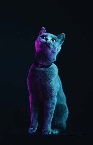 Luftig grå katt bakgrunnsbilde — Galaxy Tab S10+ Bakgrunner