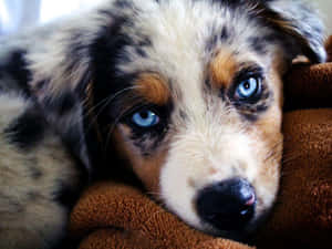 Bilder av australske gjeterhundevalper