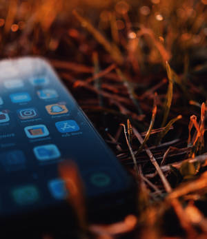Iphone Xs på tørkede blader bakgrunn — iPhone Xs Bakgrunner