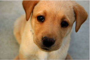 Lys brun søt valp med svarte øyne