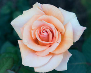 Lys gul roseblomst — Roseblomst Bakgrunner