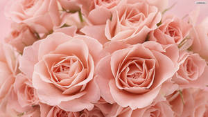 Lys rosa rose estetisk — Rose Aesthetic Bakgrunner
