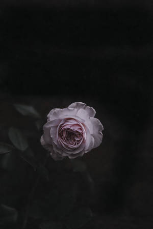 roseblomst — Roseblomst Bakgrunner