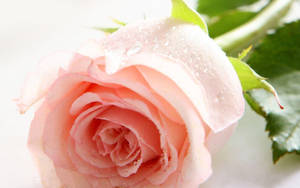 Bakgrunner for > Naturlige roseblomst-bakgrunner — Roseblomst Bakgrunner
